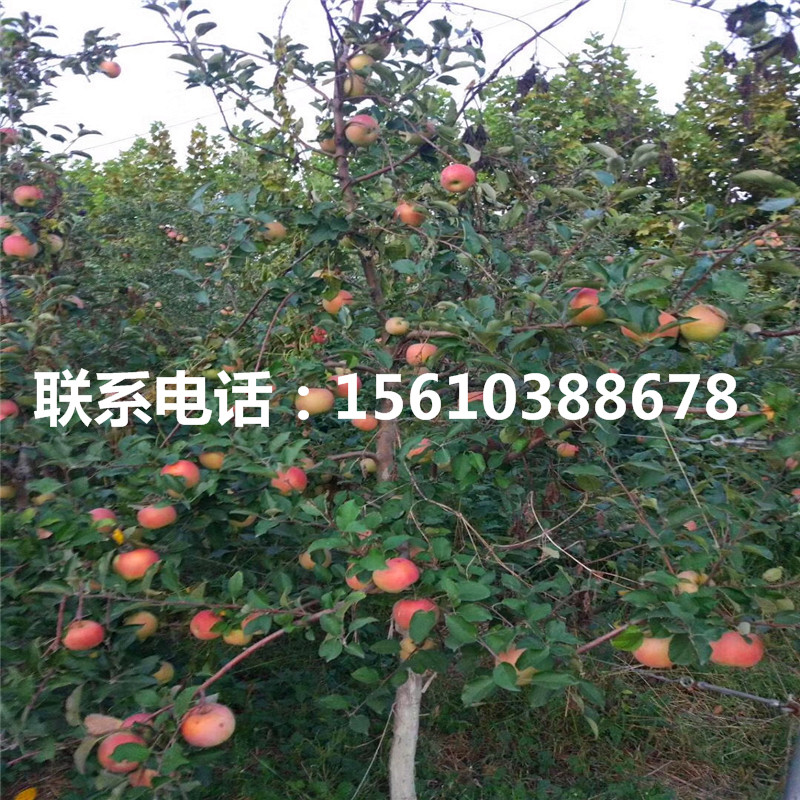 早生富士蘋果苗價(jià)格公示、早生富士蘋果苗價(jià)錢及基地
