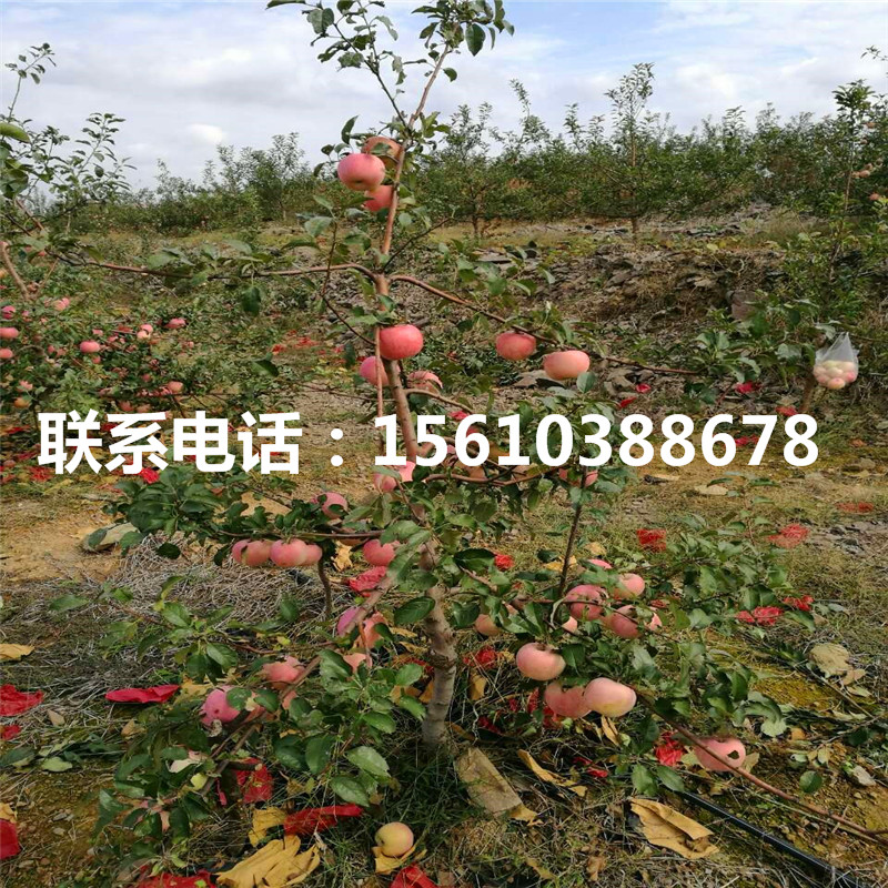 山東黃香蕉蘋果苗品種介紹