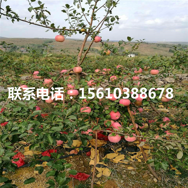 拓季蘋果苗出售基地、拓季蘋果苗單價及價格