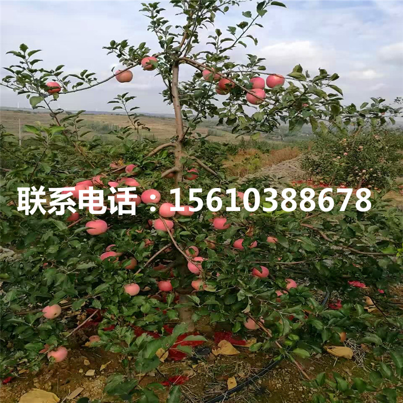 小國光蘋果苗出售基地、小國光蘋果苗批發(fā)基地