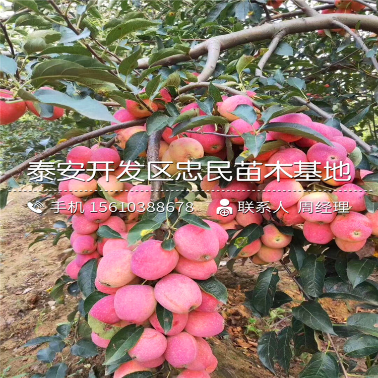 秦蜜蘋(píng)果苗出售基地、秦蜜蘋(píng)果苗價(jià)格