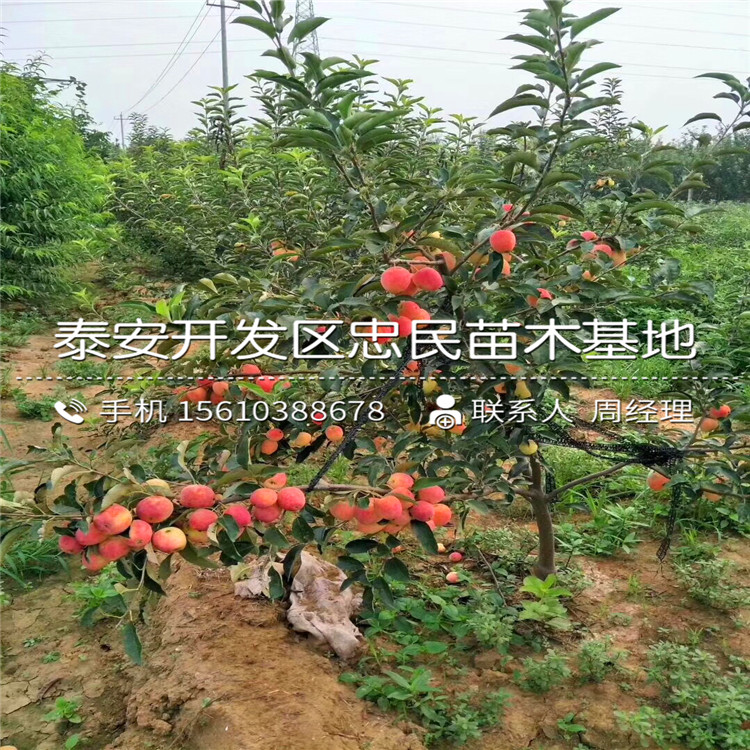 鲁丽苹果苗价格公示、鲁丽苹果苗价钱及基地