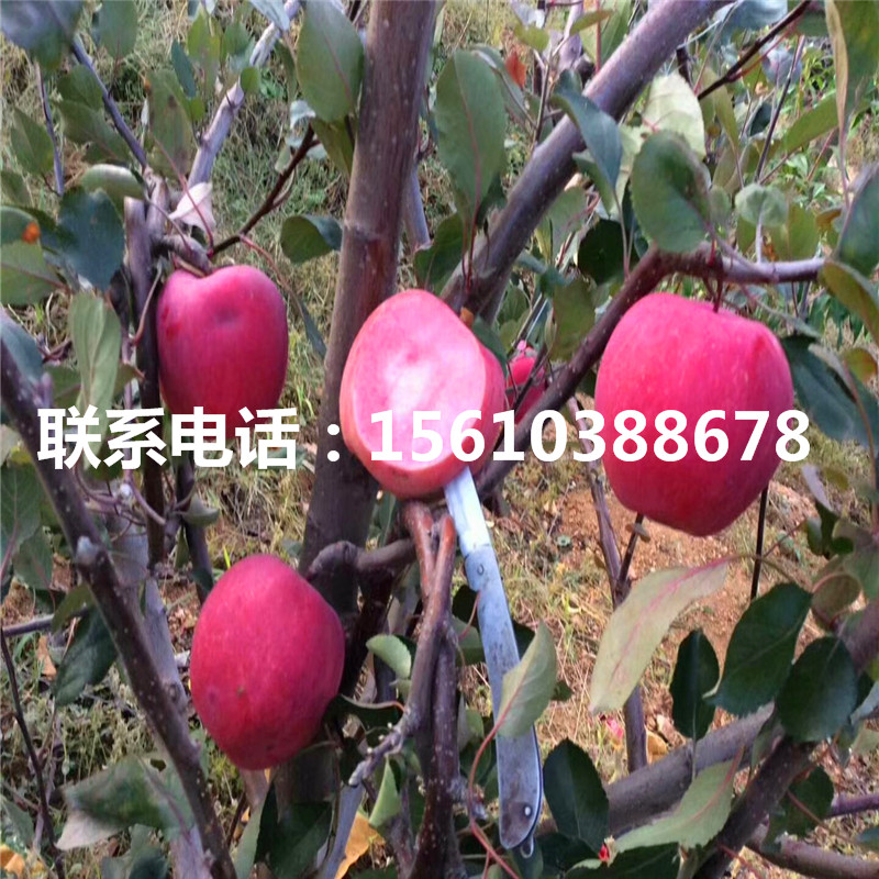 長枝蘋果苗報(bào)價、長枝蘋果苗銷售基地