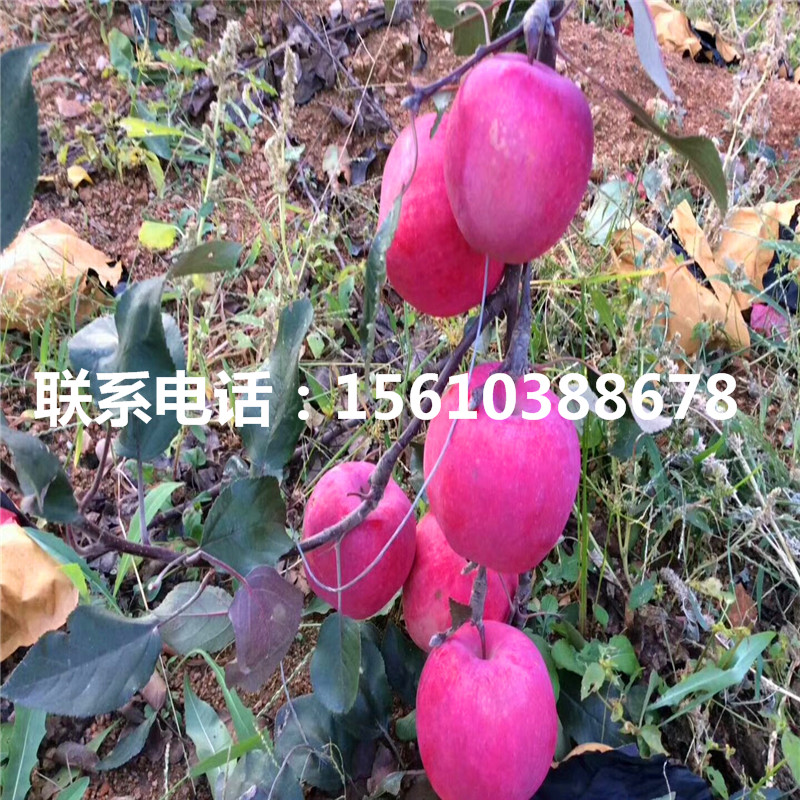 煙富7號蘋果苗包郵價格