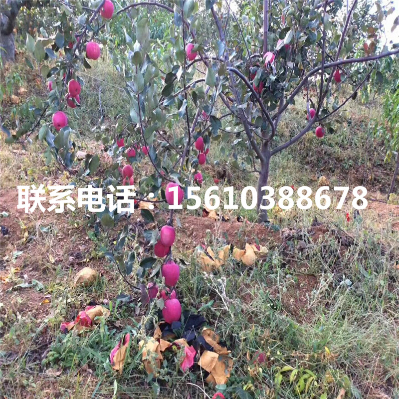 3公分神富一號蘋果苗價格