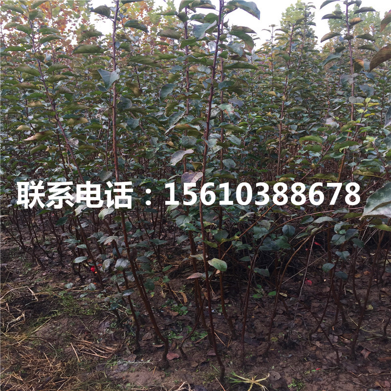 短枝蘋(píng)果苗出售、短枝蘋(píng)果苗批發(fā)價(jià)格