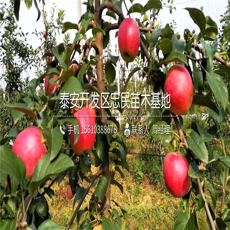 短枝蘋(píng)果苗出售、短枝蘋(píng)果苗批發(fā)價(jià)格