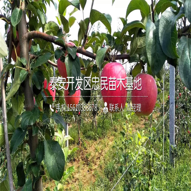 秦蜜蘋果苗價格公示、秦蜜蘋果苗單價及價格