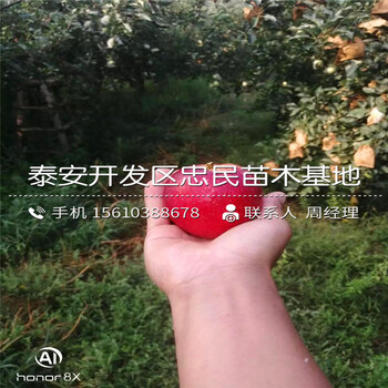 錦繡海棠樹(shù)苗批發(fā)價(jià)錢(qián)、錦繡海棠樹(shù)苗批發(fā)基地