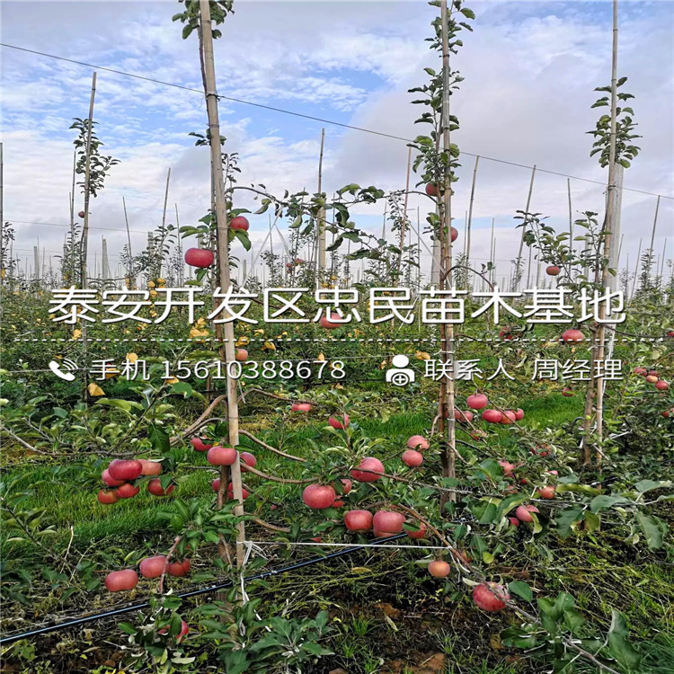 2020年水蜜桃蘋果苗新品種基地