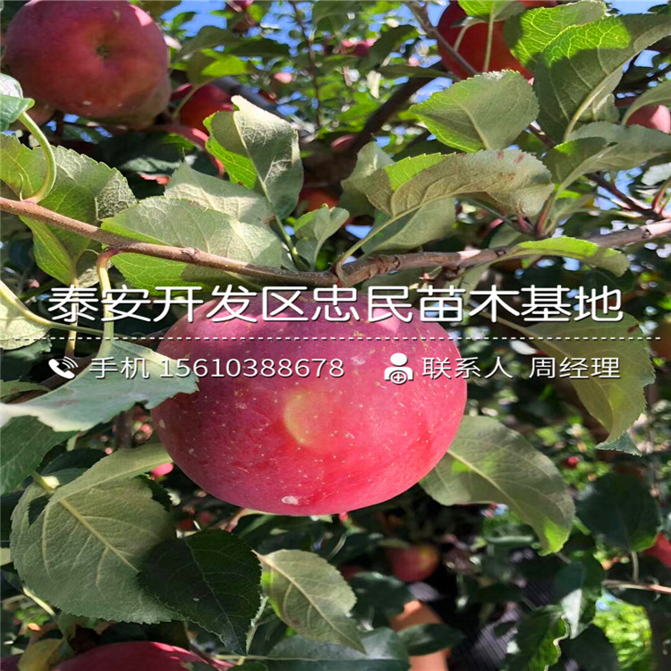 三公分瑞陽蘋果苗新品種基地