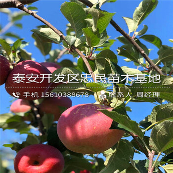 雞心果蘋果苗報價、雞心果蘋果苗基地