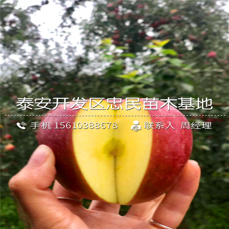 瑞雪蘋(píng)果苗報(bào)價(jià)、瑞雪蘋(píng)果苗新品種基地