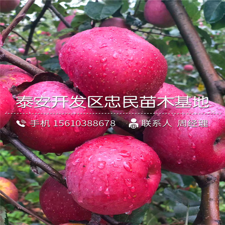 1公分瑞陽(yáng)蘋果苗價(jià)錢及基地