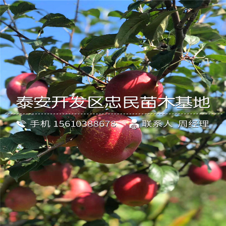 五公分秦阳苹果苗出售价格