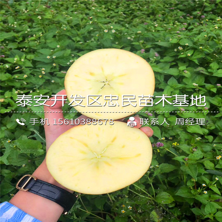 1公分蘋果苗價(jià)格及報(bào)價(jià)、1公分蘋果苗價(jià)格