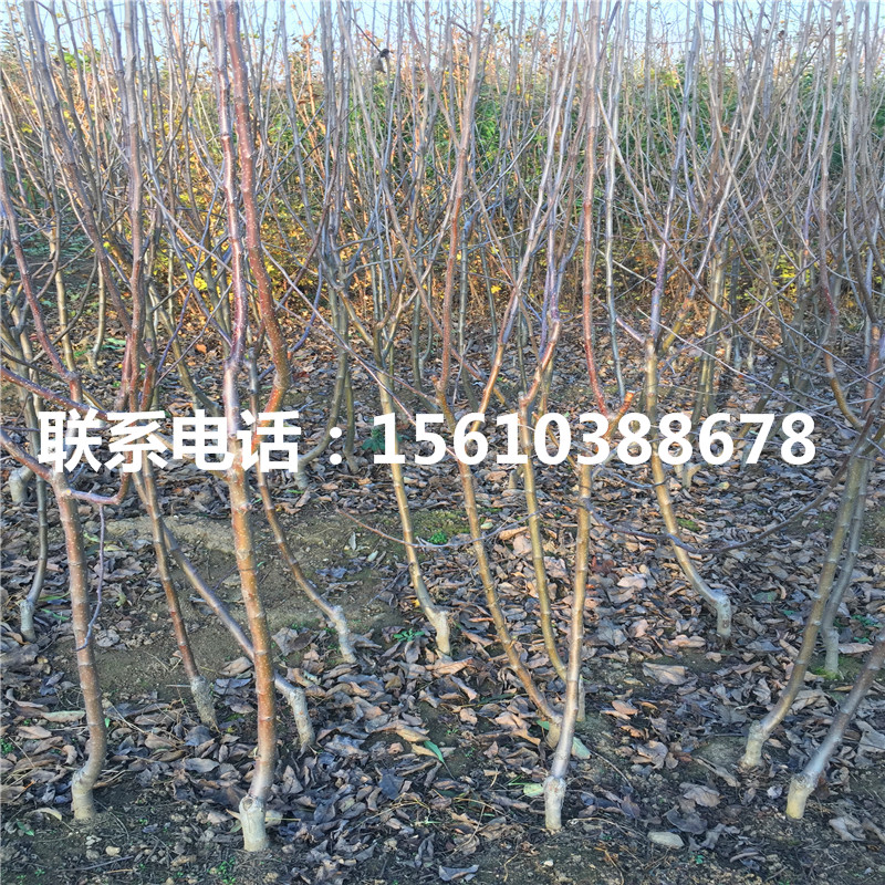 美國(guó)八號(hào)蘋果苗報(bào)價(jià)、美國(guó)八號(hào)蘋果苗新品種基地