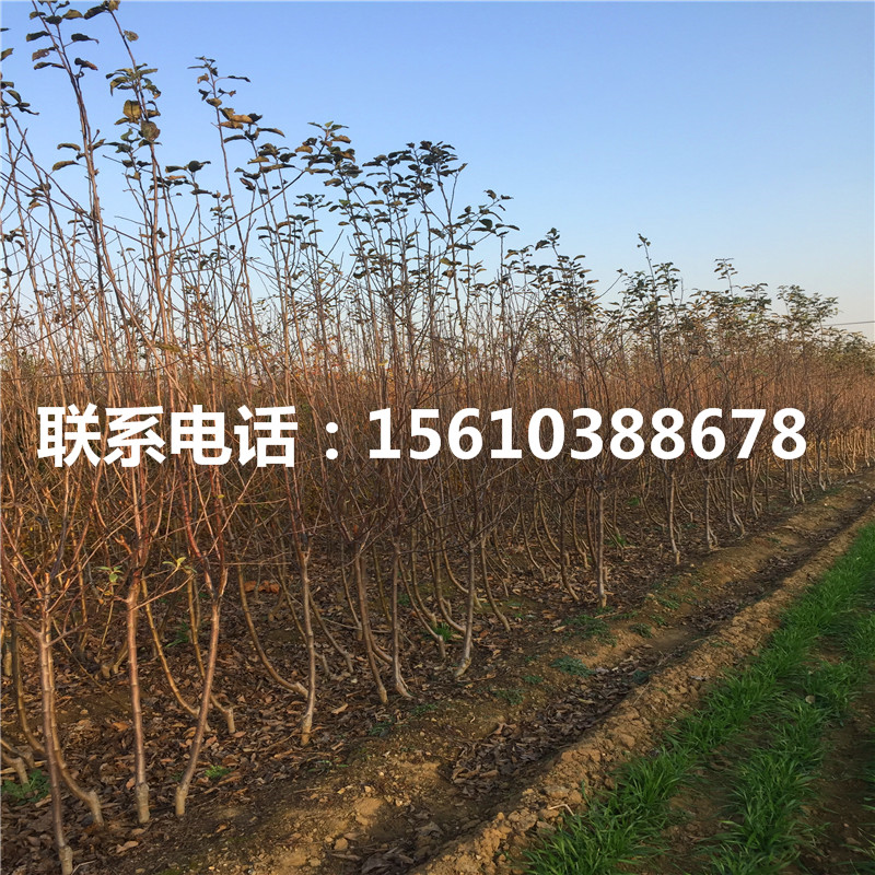 秦陽(yáng)蘋(píng)果苗售價(jià)及批發(fā)、秦陽(yáng)蘋(píng)果苗新品種基地