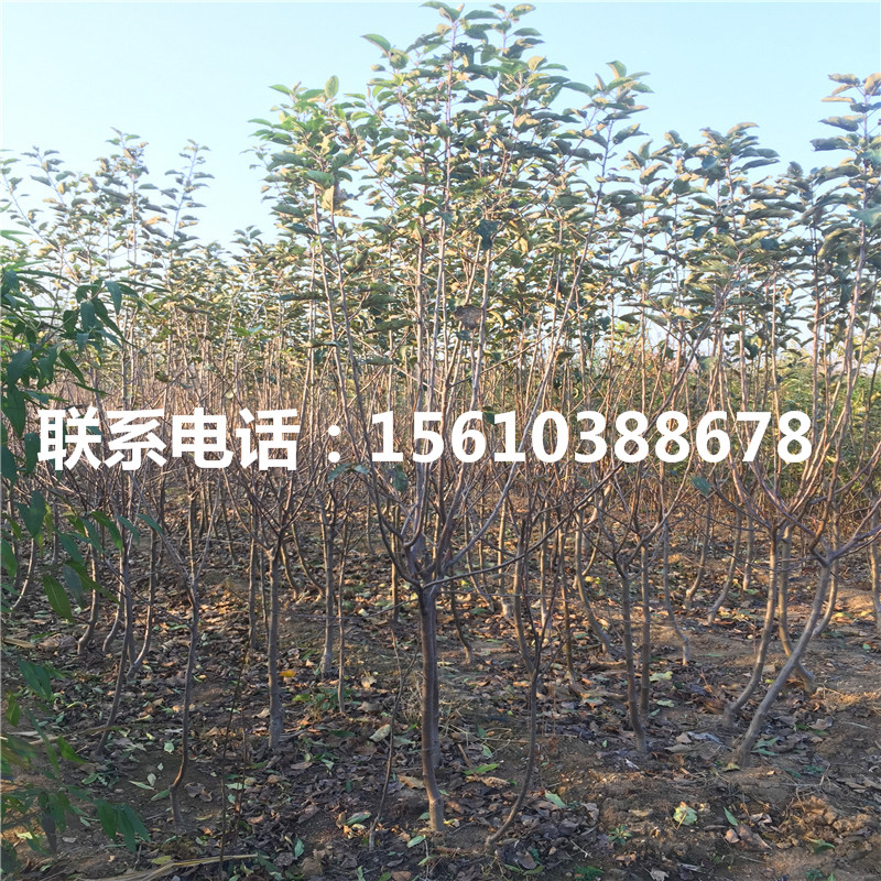 蘋果樹苗出售基地、蘋果樹苗新品種基地