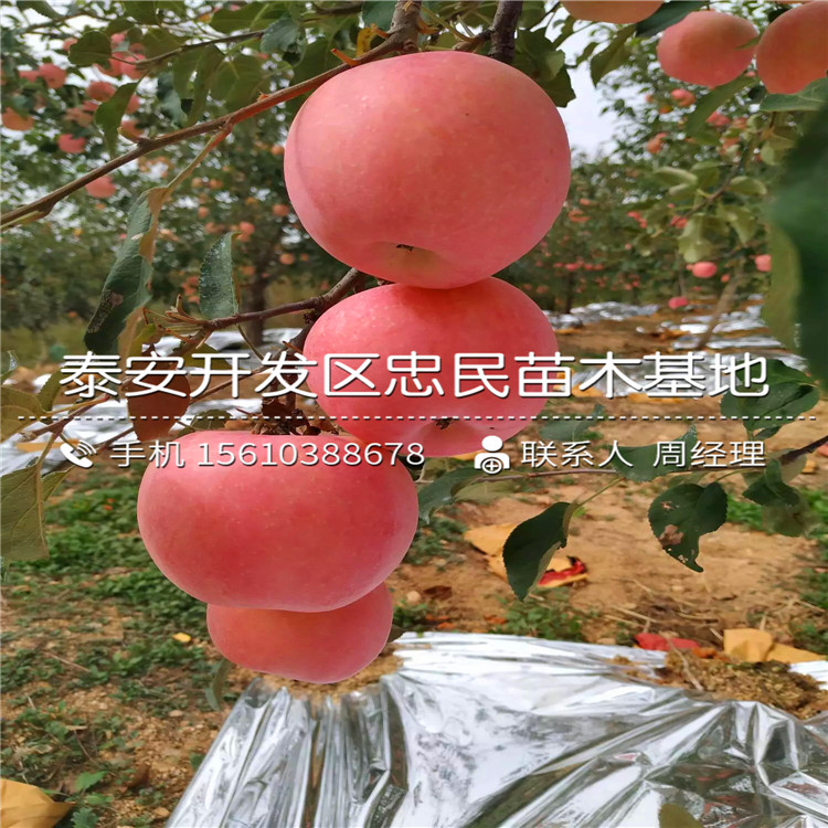 新2001蘋果苗基地、新2001蘋果苗銷售基地