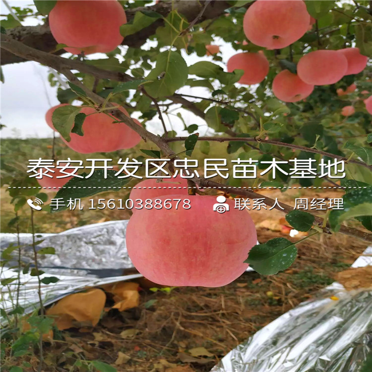 4公分糖心蘋果苗出售基地