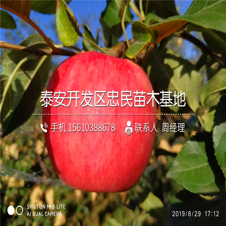 hff63蘋果苗包郵價(jià)格、hff63蘋果苗基地