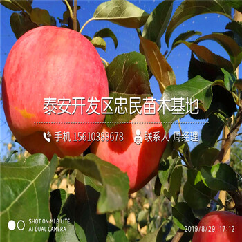 煙富7號(hào)蘋果苗產(chǎn)地及價(jià)格、煙富7號(hào)蘋果苗批發(fā)