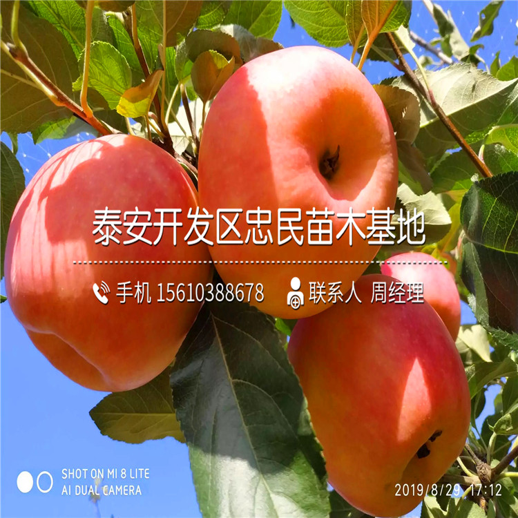 蜜脆蘋果苗出售基地、蜜脆蘋果苗批發(fā)基地