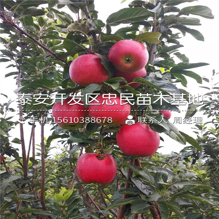 愛妃蘋果苗批發(fā)價錢、愛妃蘋果苗上車價格