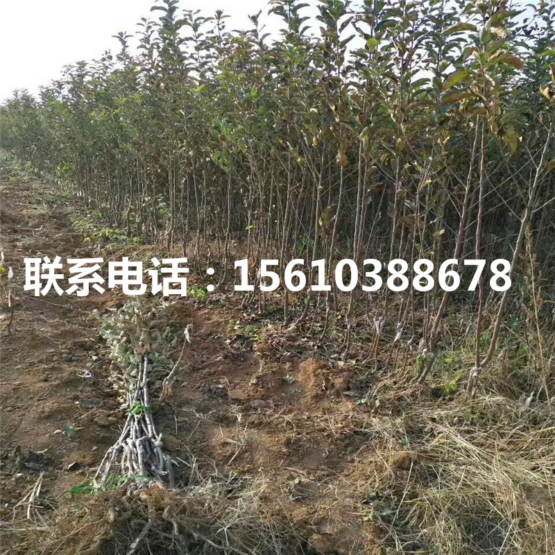魔笛蘋果苗產(chǎn)地及價(jià)格、魔笛蘋果苗批發(fā)基地