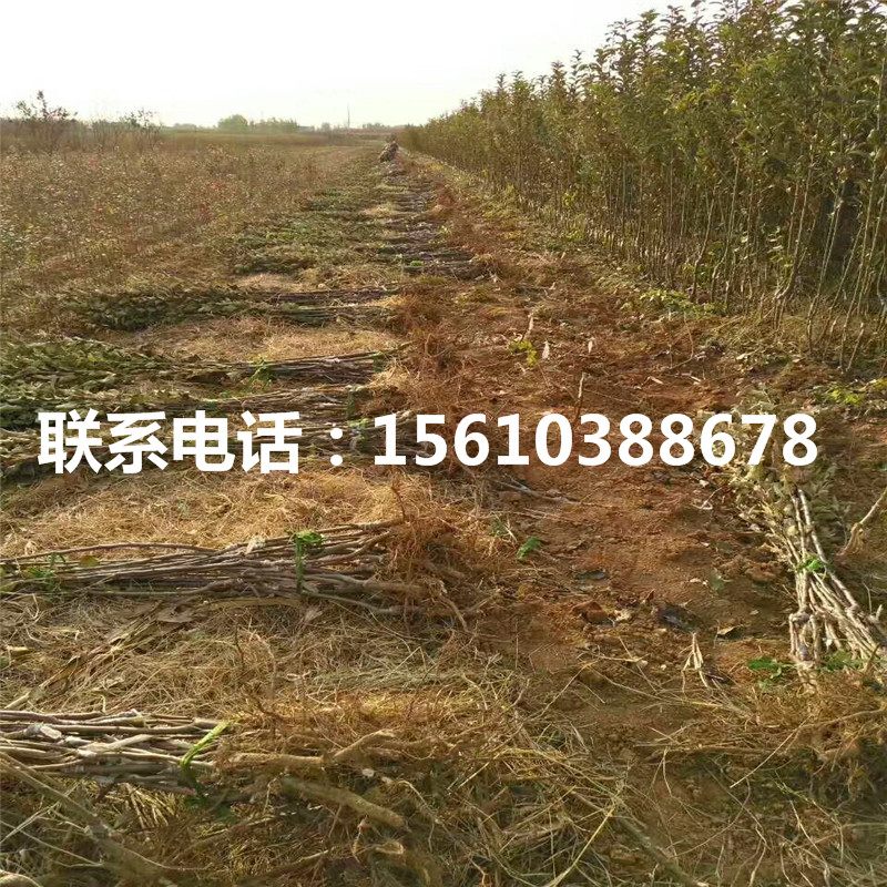 秦阳苹果苗出售价格、秦阳苹果苗价钱及基地