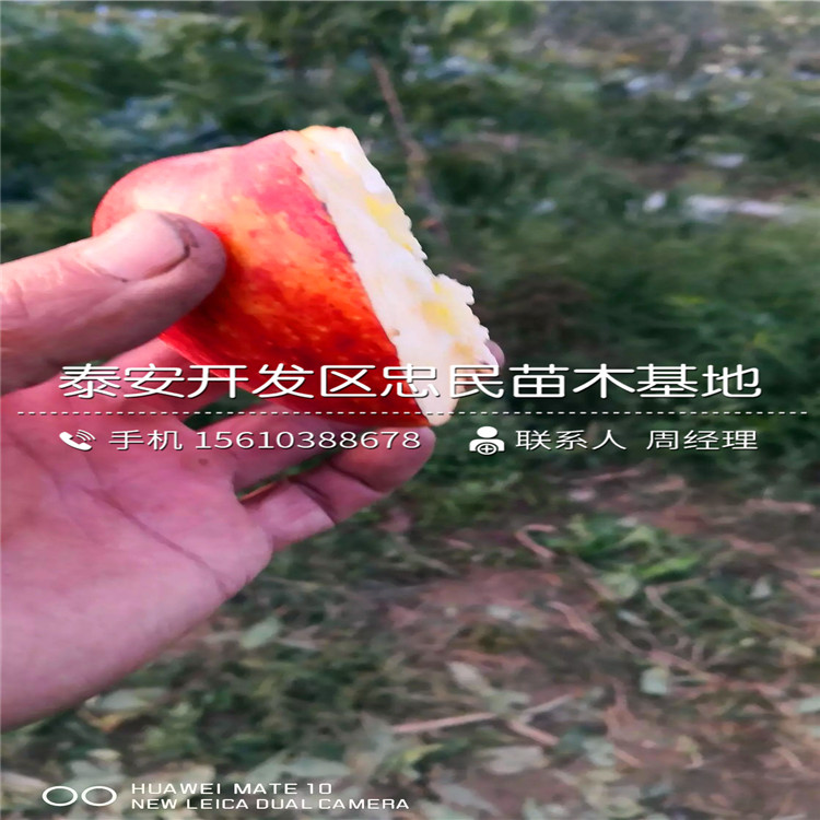 神富6號(hào)蘋果苗價(jià)格及報(bào)價(jià)、神富6號(hào)蘋果苗批發(fā)基地