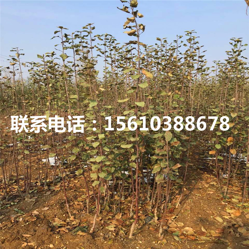 愛妃蘋果苗出售基地、愛妃蘋果苗基地價格