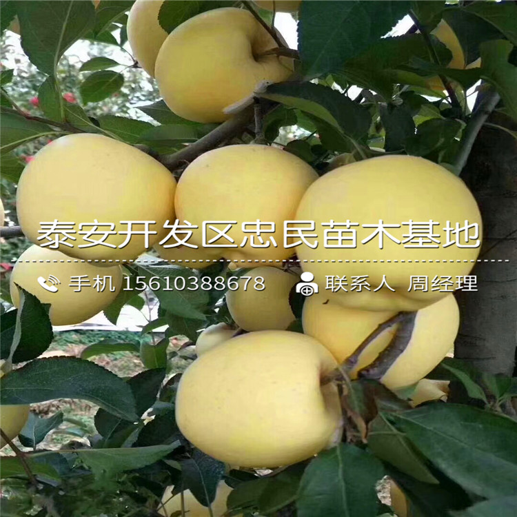 嫁接烟富8号苹果苗批发