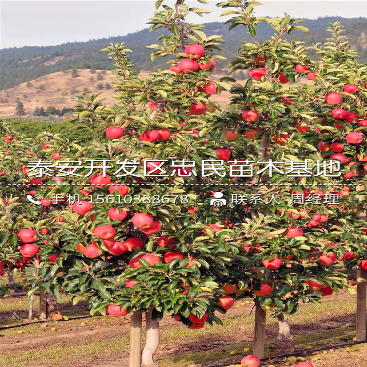 4公分糖心蘋果苗出售基地