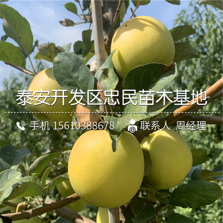 蘋果苗報價、蘋果苗批發(fā)基地