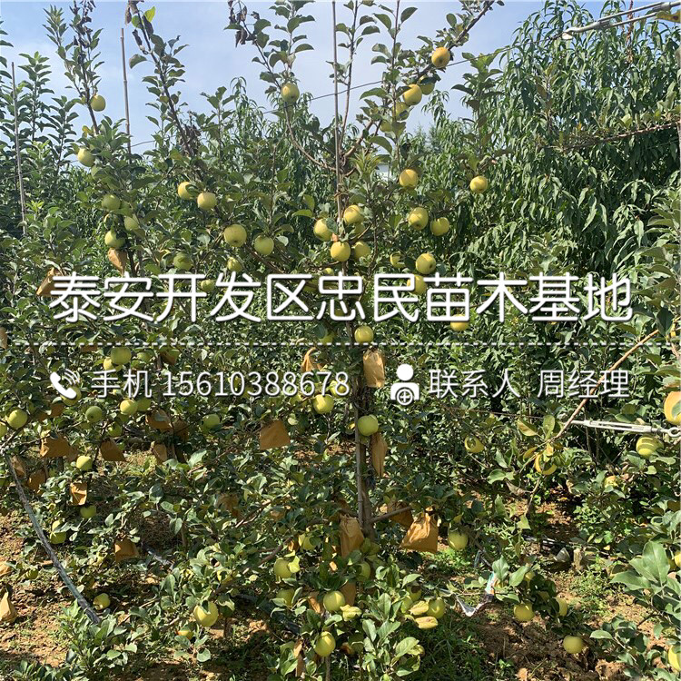 1公分新2001蘋(píng)果苗品種介紹