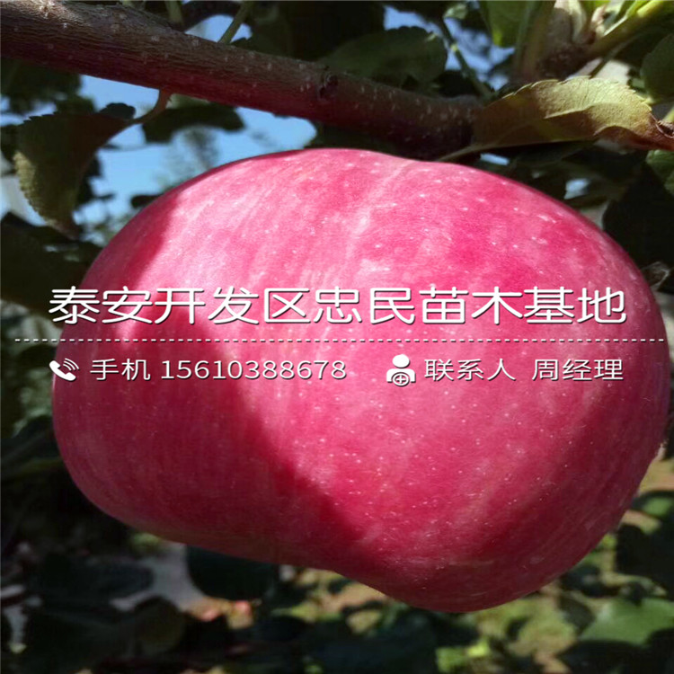 4公分糖心蘋果苗出售基地