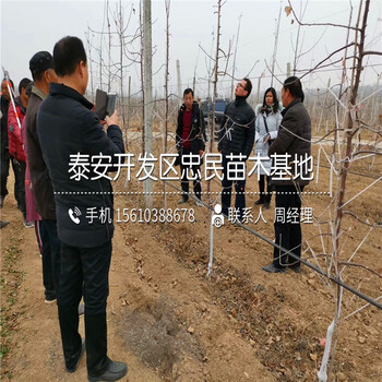 四公分紅富士蘋果苗品種介紹