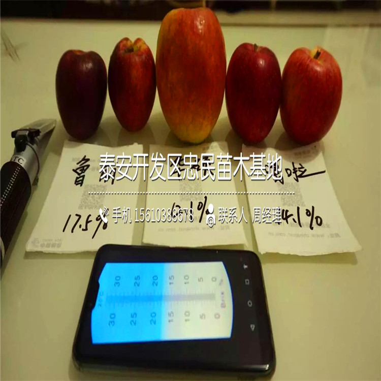 雞心果蘋果苗售價(jià)及批發(fā)、雞心果蘋果苗上車價(jià)格