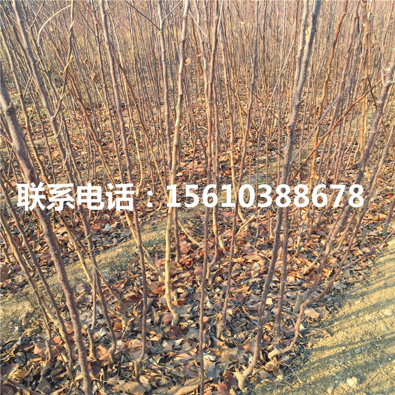 華碩蘋果苗出售價格、華碩蘋果苗品種介紹