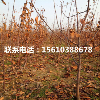 神富6號蘋果苗批發(fā)價錢、神富6號蘋果苗價格