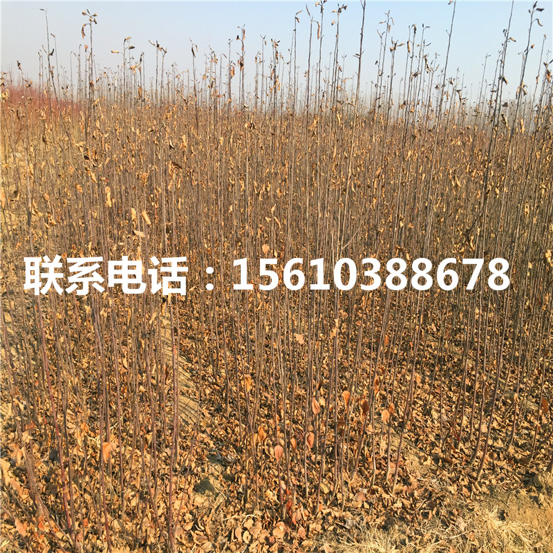 四公分富士蘋果苗新品種基地