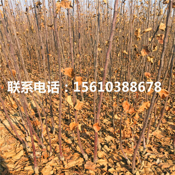眾成一號蘋果苗售價(jià)及批發(fā)、眾成一號蘋果苗新品種基地
