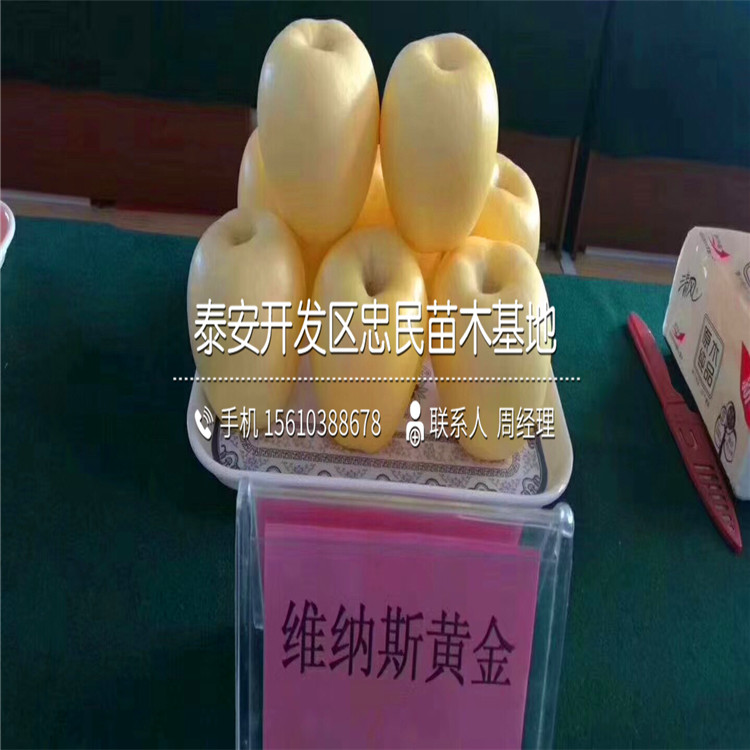 新品種煙富8號蘋果苗品種介紹