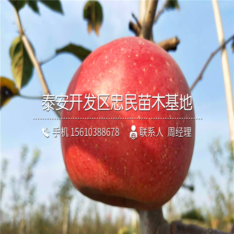 瑞雪蘋(píng)果苗售價(jià)及批發(fā)、瑞雪蘋(píng)果苗批發(fā)基地