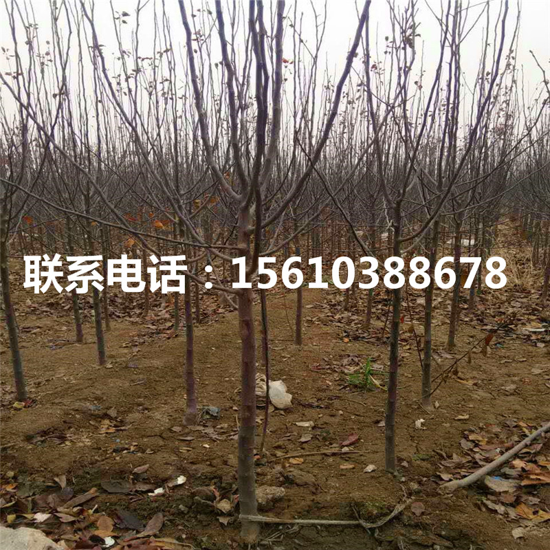 莫迪蘋(píng)果苗出售價(jià)格、莫迪蘋(píng)果苗品種介紹
