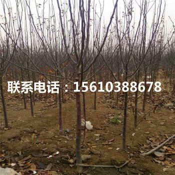 眾成一號(hào)蘋(píng)果苗產(chǎn)地及價(jià)格、眾成一號(hào)蘋(píng)果苗批發(fā)