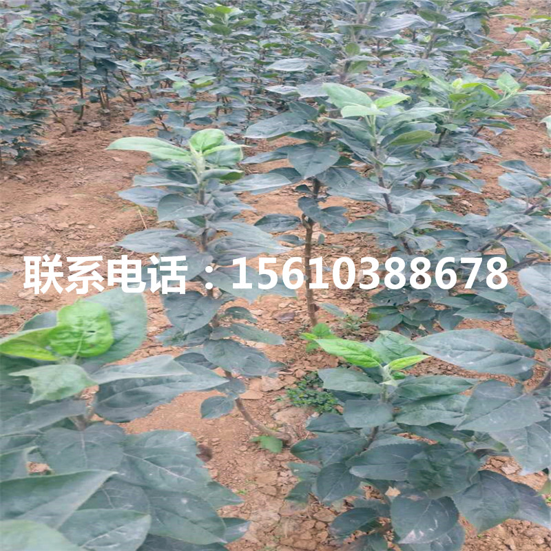 魔笛蘋果苗出售基地、魔笛蘋果苗品種介紹
