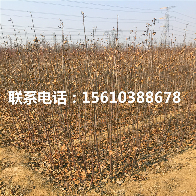 2020年水蜜桃蘋果苗新品種基地